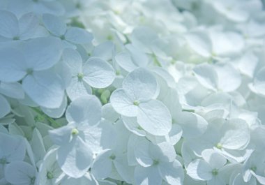 Yakın plan Güzel Beyaz Ortanca çiçekleri dokulu arka plan. Bulut Dansçısı. Yıl renginin gösterimi 2026.