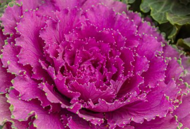 Mor dekoratif lahana (Brassica oleracea var. (asephala) doku veya arkaplan olarak. Mor yapraklı canlı lahanaların yakın çekimi karmaşık desenler sergiliyor..