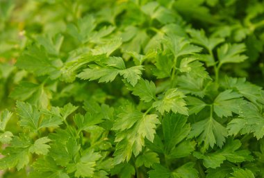 Yakın plan, parlak yeşil, yassı maydanozlu arka plan. Maydanoz bitkisinin yeşil yaprakları.