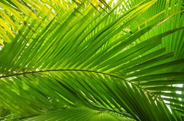 Soyut yeşil palmiye yaprağı dokusu, doğal yeşil arkaplan. Güneş ışığı arkaplanındaki palmiye yaprağı.