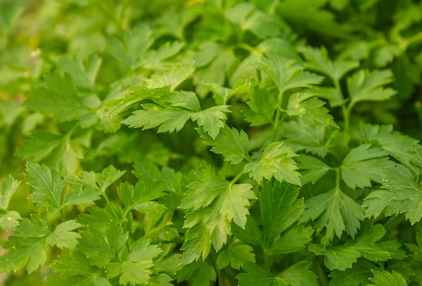 Yakın plan, parlak yeşil, yassı maydanozlu arka plan. Maydanoz bitkisinin yeşil yaprakları.