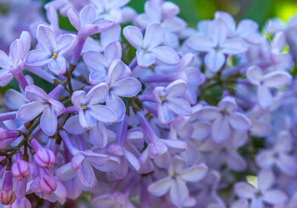 Yumuşak lavanta yaprakları ve bulanık arka planla çiçek açan leylak çiçeklerine yakın plan. Çiçek dokusu, doğa geçmişi..