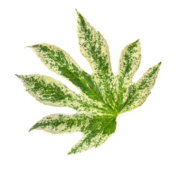 Fatsia Japonica 'Örümcek Ağı' Variegated Leaf kesme yolu ile beyaz arka planda izole edildi. Bitkisel tasarımlar, kartlar, davetiyeler, posterler için ideal bir tasarım ögesi.