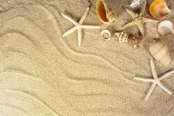 Морські мушлі на піску — стокове фото