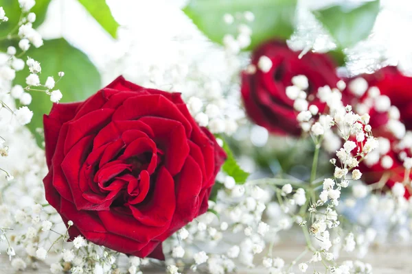 Red roses on white background — Stock Photo, Image