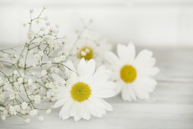 Ahşap arka planda papatya çiçeği