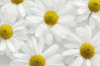 Daisy flowers on water