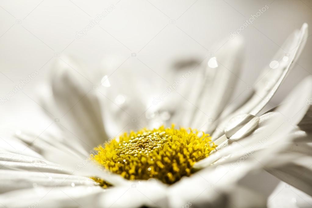 Close up view daisy flower
