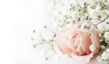 Beyaz arkaplanda pembe gül