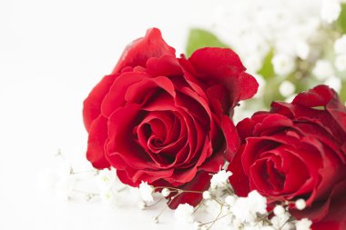 Beyaz arkaplanda kırmızı gül