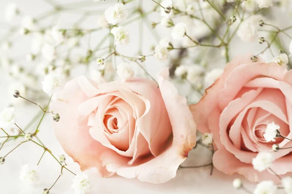 Pink roses on white background — Stock Photo, Image