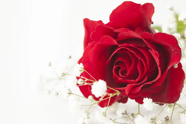 Red rose on white background — Stock Photo, Image