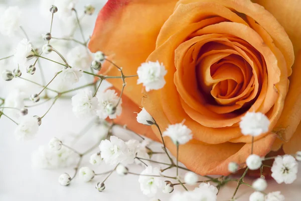 Close up view orange rose — Stock Photo, Image