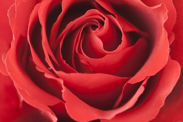 Zár megjelöl kilátás piros rózsa — Stock Fotó