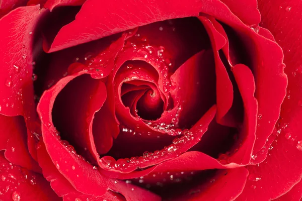 Closeup view red rose — Stock Photo, Image