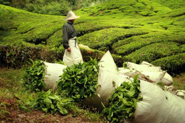 Çantalar çay dolu çay plantasyonda hasat bırakır