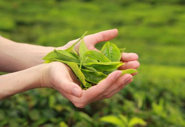 erkek tutarak taze çay yaprakları eller