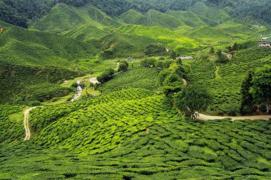 Cameron Highlands Çay Çiftliği