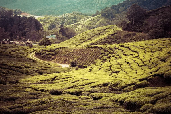 Cameron Highlands Çay Çiftliği — Stok fotoğraf