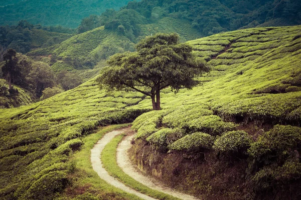 Idylic scenery with tree — Stock Photo, Image