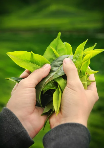 Mani che tengono foglie di tè fresco — Foto Stock