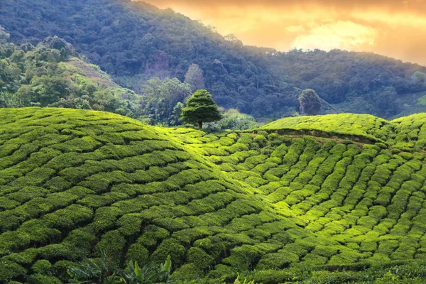 Plantação de chá cameron highlands — Fotografia de Stock