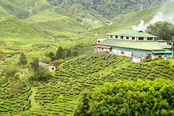 Камеронна плантація високогірного чаю — стокове фото