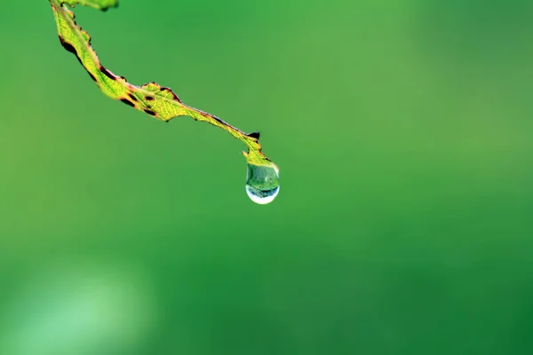 Gotita de agua que cae de la hoja macro — Foto de Stock