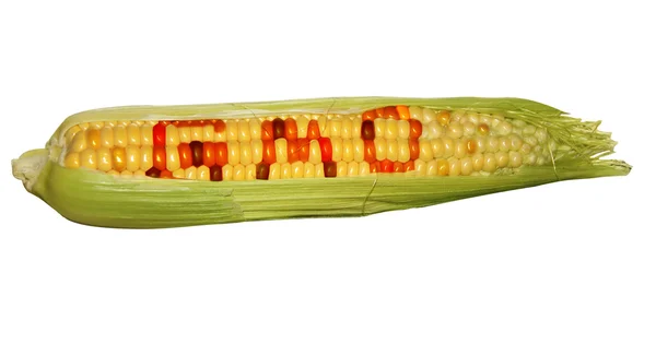 Gmo corn isolated — Stock Photo, Image