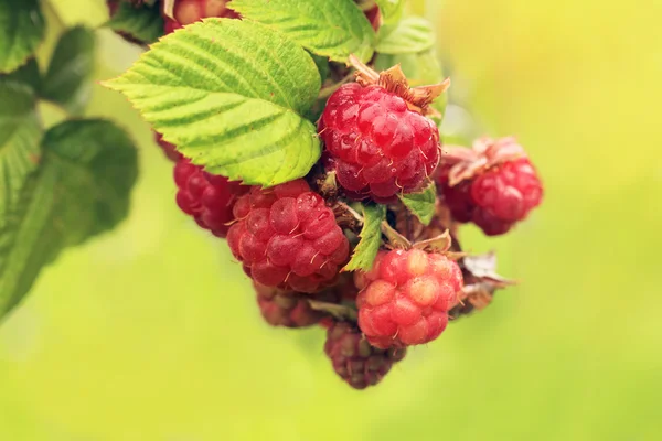 Červené maliny rostoucí detail — Stock fotografie