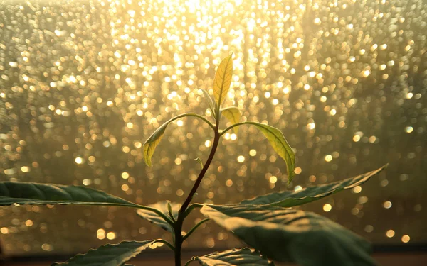 Pflanze mit Bokeh-Licht — Stockfoto