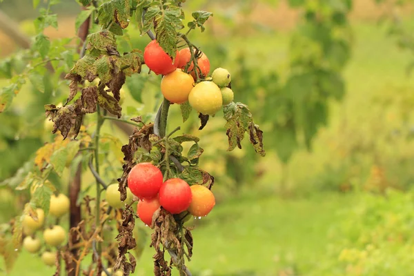 Mokré rajčata, rostoucí v zahradě — Stock fotografie
