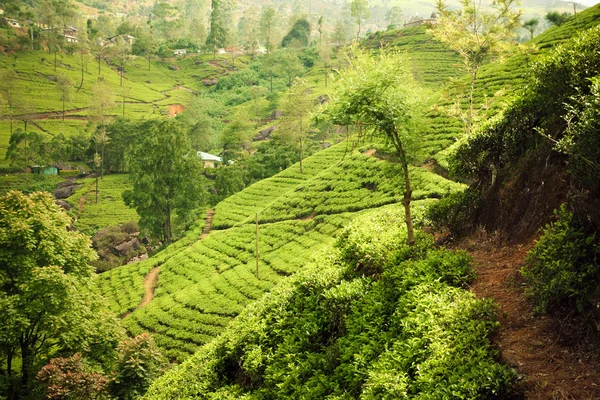 말레이시아 녹색 풍경 — 스톡 사진