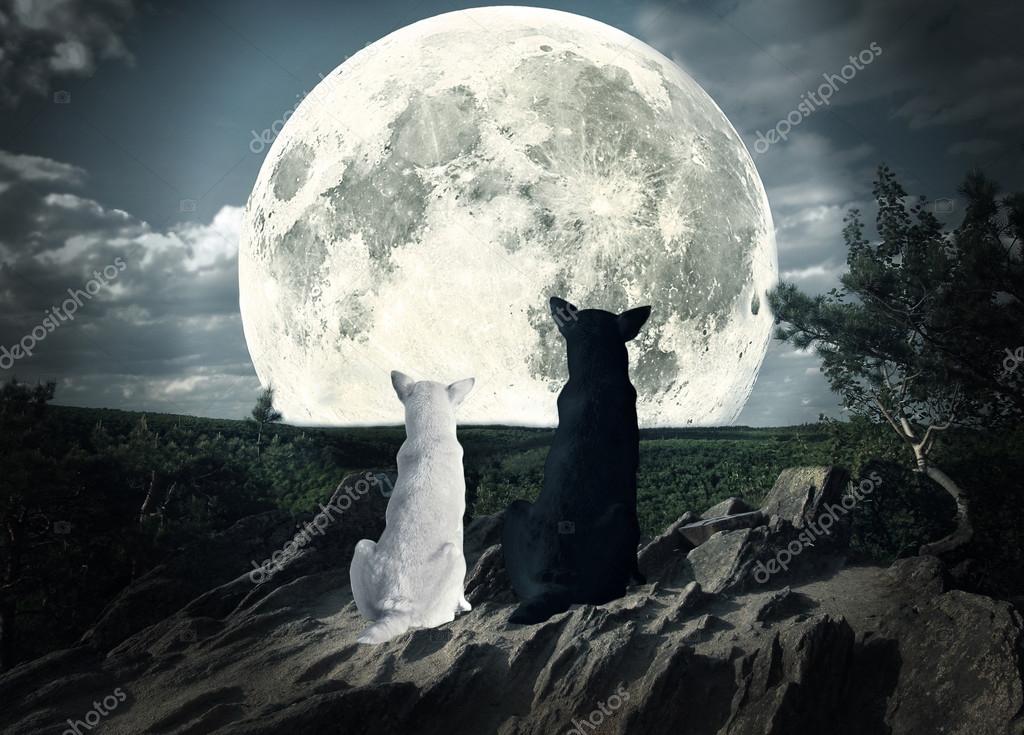 Two dogs looking at the moon Stock Photo by ©nevarpp 117496442