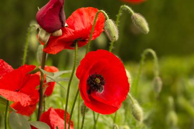 vahşi haşhaş alan