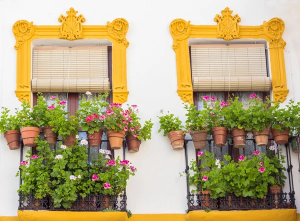 Blommor i cordoba windows — Stockfoto