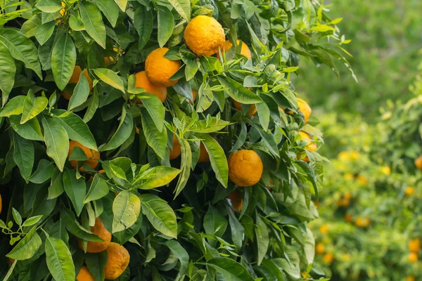 Oranges poussant dans le verger — Photo