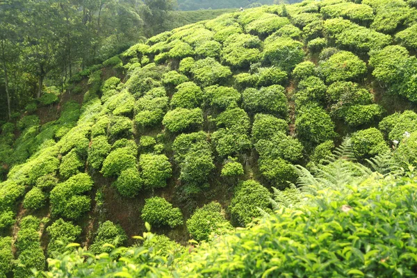 Plantations de thé vert — Photo