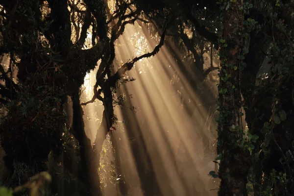 Sun beams in forest — Stock Photo, Image