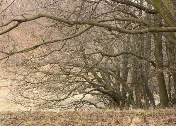 Upiorny autumn drzewa — Zdjęcie stockowe