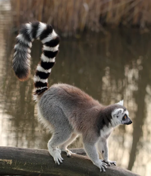 Lemur en la naturaleza — Foto de Stock