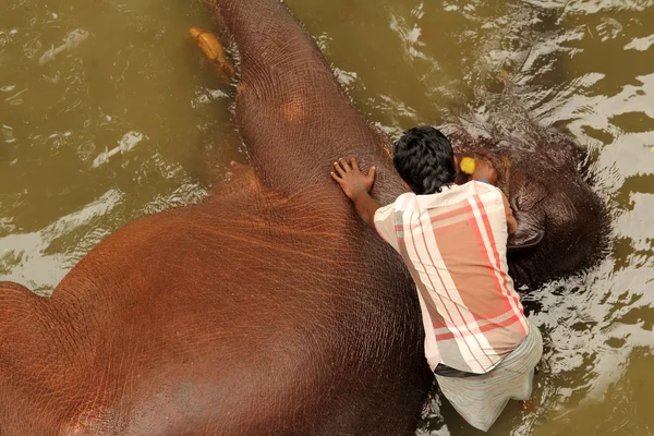 Man washing elephant — Stock Photo, Image