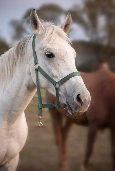 Retrato cercano de la cabeza de caballo blanco —  Fotos de Stock