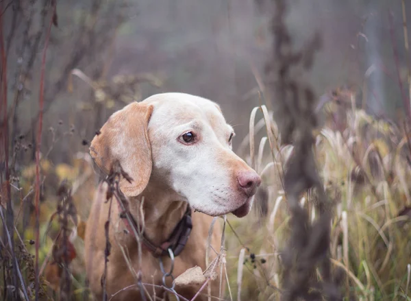 Старая визла-собака в природе — стоковое фото