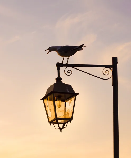 Seagul in de zonsondergang — Stockfoto