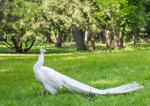 White peacock in park — Stock Photo, Image