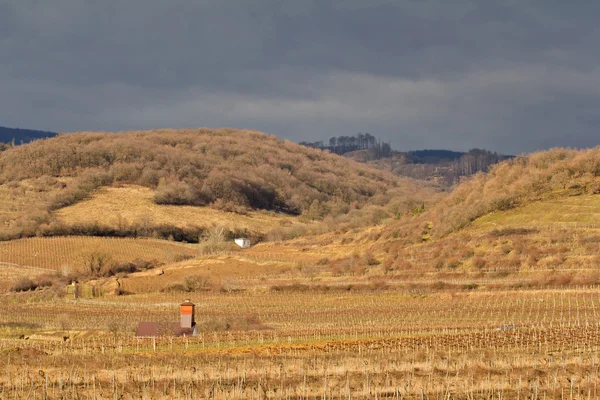 Viñedo marrón paisaje — Foto de Stock