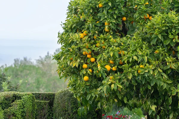 Oranger dans le jardin — Photo