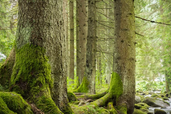 Drzewa w lesie głęboko zielony — Zdjęcie stockowe