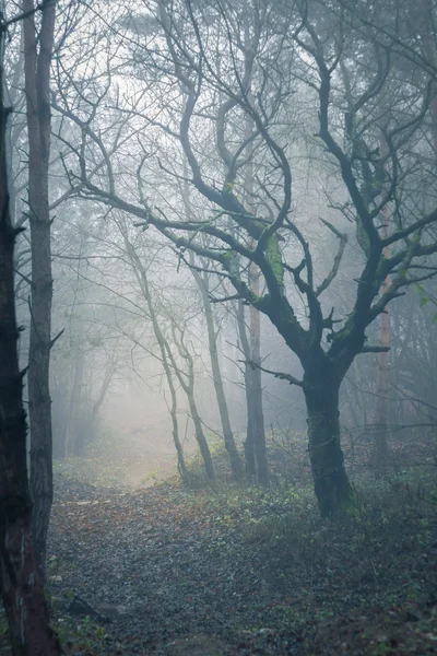 Туманный колючий лес — стоковое фото